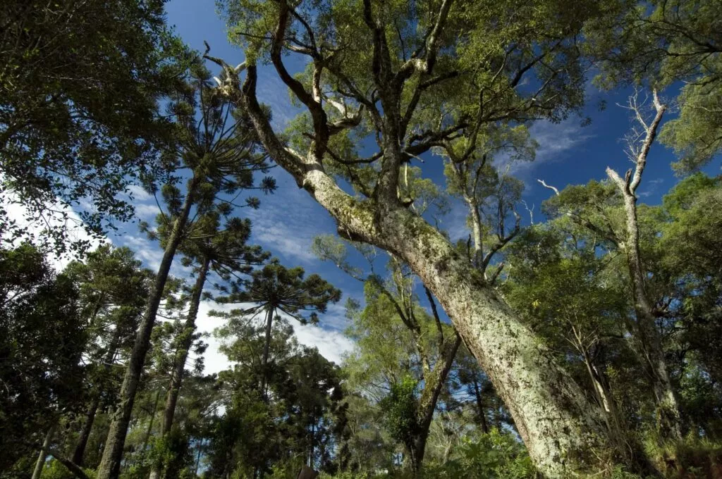 madeira imbuia